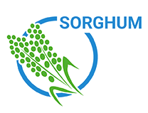 Sorghum icon