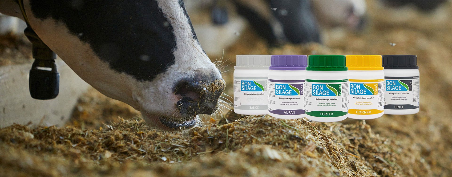 Cow eating with BONSILAGE products next to it
