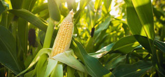 Cob of corn in the field