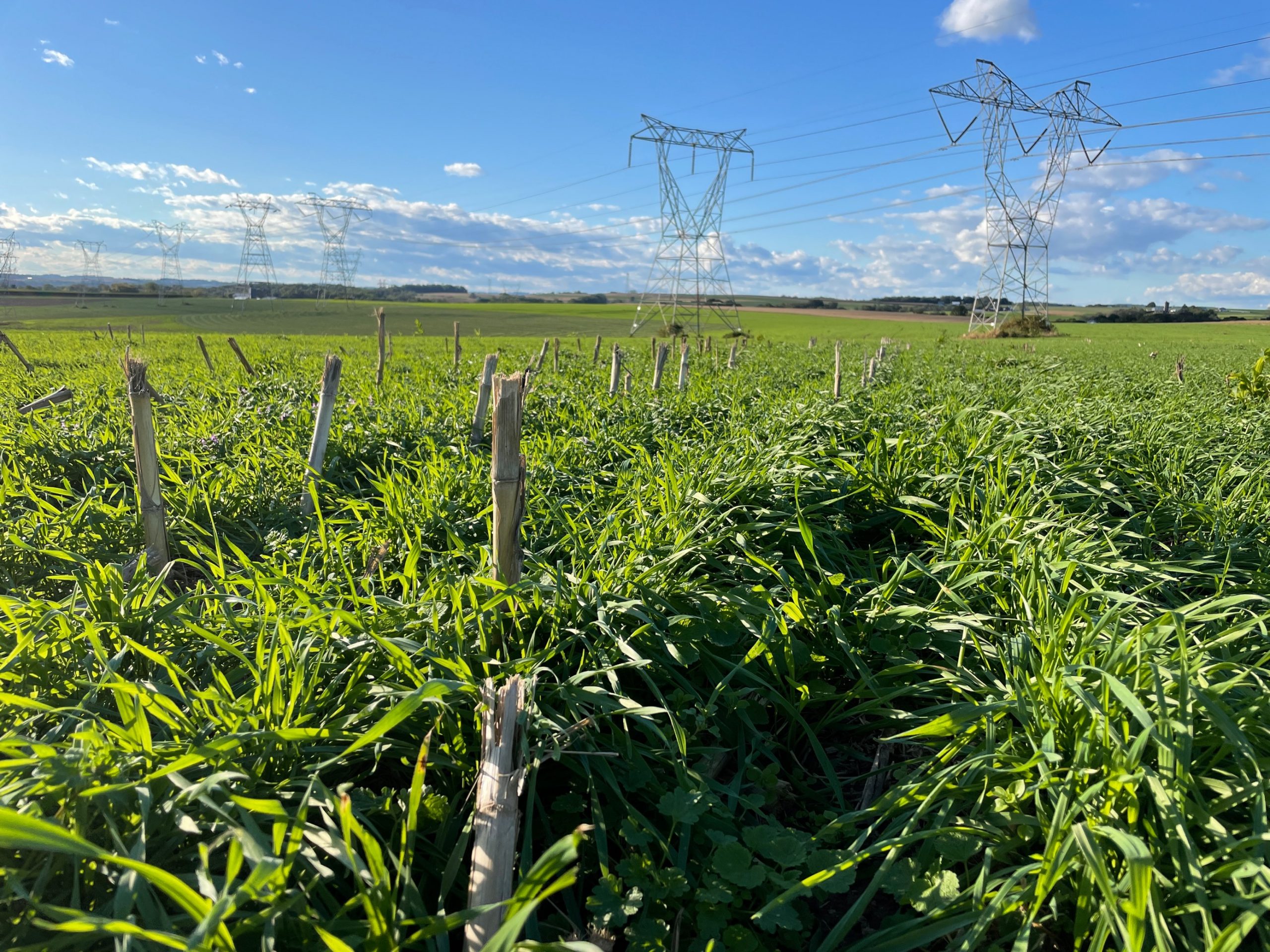 Cover Crops after Corn Silage | BONSILAGE USA