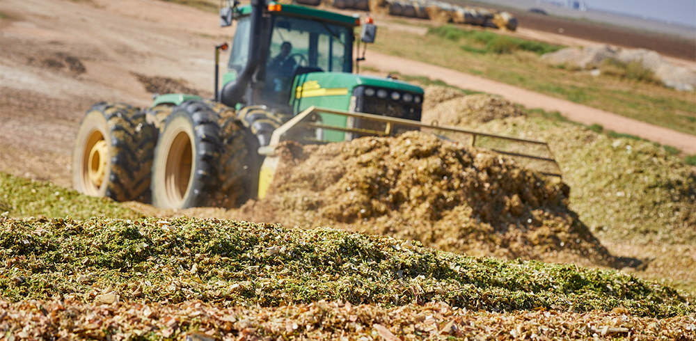 Timing Corn Silage Harvest – Integrated Pest and Crop Management –  UW–Madison